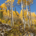 Photo of yellow aspen trees