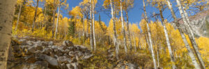Photo of yellow aspen trees